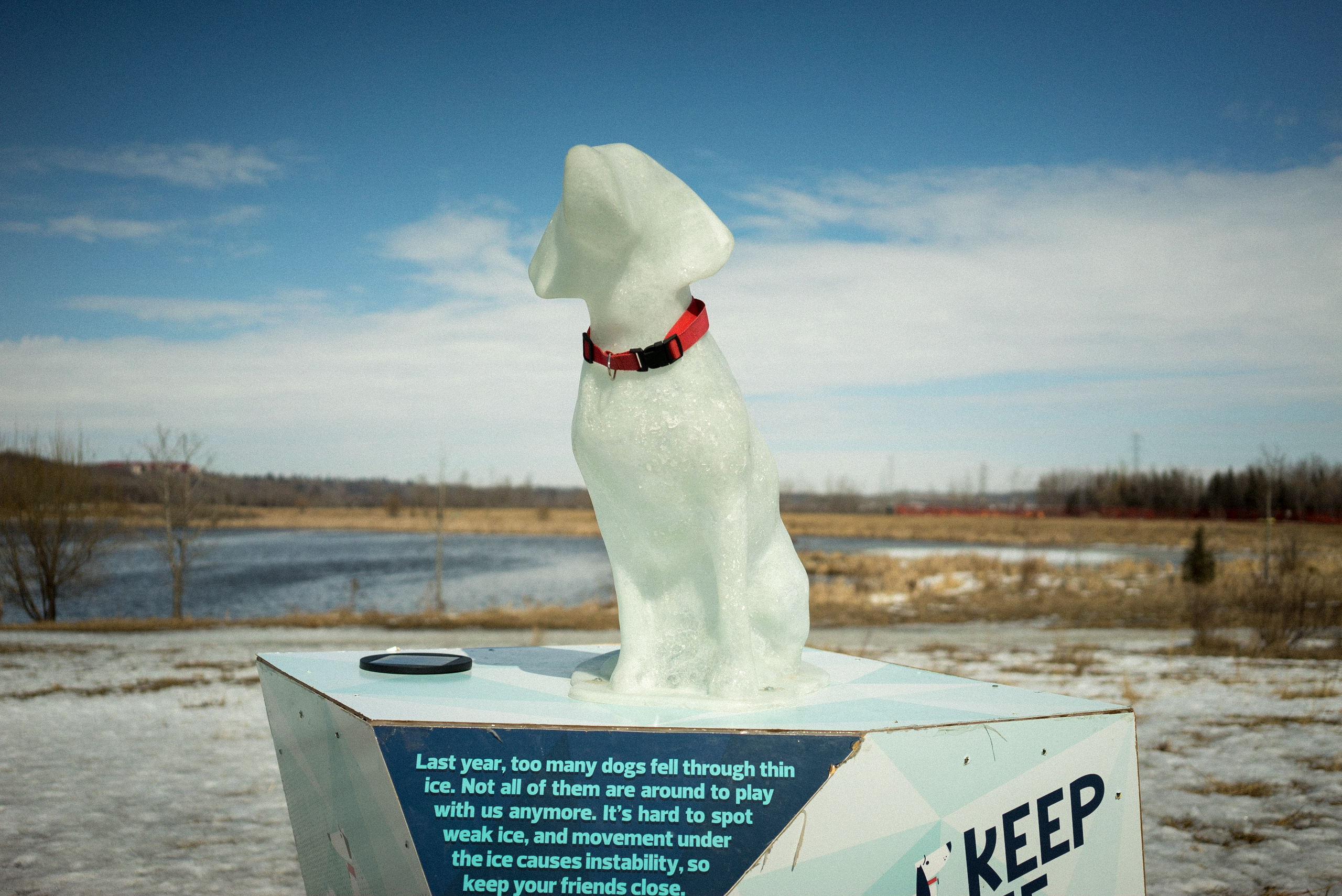ice-dog-spring-1-1